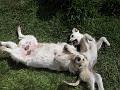 Dog 2
